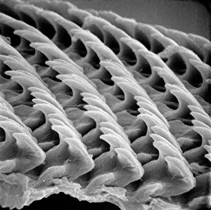 Lumache Stampe: Denti di lumaca