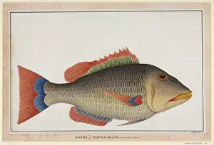 Stampe di Disegno numero 54 di George Raper, 1790. Incisione etichettata snapper dell'Isola di Norfolk R Stampe: Pesce topolino