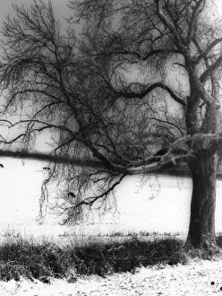 Snow Covered Trees Image Stampe: Snow and Tree Study