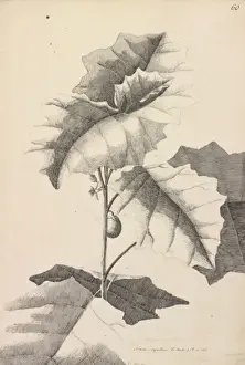 Solanaceae Plant Images Stampe: Solanum repandum