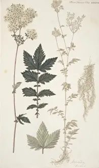 Botany Library Collection Stampe: Spiraea sp