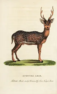 Zoology Historical Illustrations Stampe: Spotted axis, Axis axis