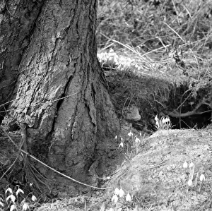 Norman Synge Photography Stampe: Spring Snowdrops