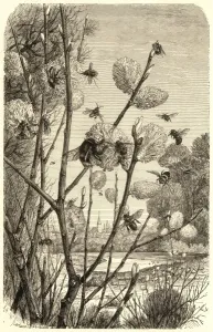Primavera Stampe: Api nel primavera