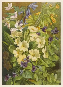 Primavera Stampe: Fiori di Marzo e Aprile