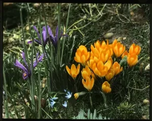 Primavera Stampe: Iris reticolata e Croco chrysantha