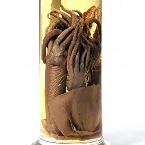 Cefalopodi Stampe: Specimen di calamari