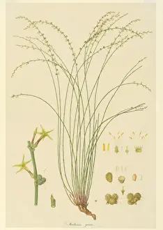 Ferdinand Bauer Artwork Stampe: Stackhousia viminea, slender stackhousia