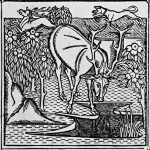 Historical Prints Online Stampe: The stag & the pool