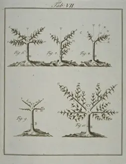 Flowering Plant Illustration Stampe: Stages in Pruning - 2