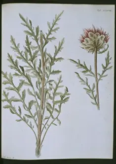 Dicotyledonous Plant Species Stampe: Stemmacantha uniflora