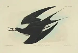 Hand Coloured Aquatint Prints Stampe: Sterna fuscata, sooty tern