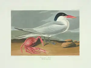 John James Audubon Artwork Stampe: Sterna maxima, royal tern