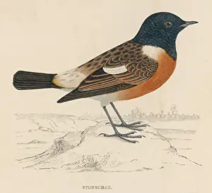 British Wildlife Paintings Stampe: Stonechat (Morris)