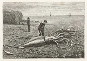 Stampe di Architeuthis princeps sull'una spiaggia del Nuovo Galles del Sud, data 1883 Princeps Stampe: Squido intrappolato / Canadà