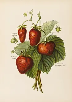 Stampe di Vicomtesse di Frogmore, Lady Harewood e della casa di Windsor, la duchessa di Devonshire Giuseppe Paxton Stampe: Strawberries