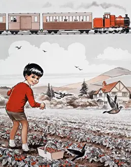 Raccolta di fragole.
