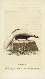 Zoology Historical Illustrations Stampe: Striped skunk, Mephitis mephitis