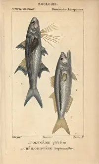 Jussieu Dictionnaire Sciences Naturelles Stampe: Striped threadfin, Polydactylus plebeius
