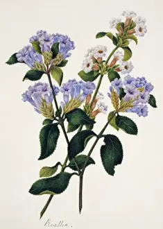 Flowering Plant Illustrations Stampe: Strobilantes