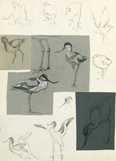 Historical Bird Prints Stampe: Studies of avocets