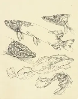 Historical Fish Illustration Stampe: Studies of pike