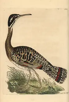 George Shaw Zoology Stampe: Sunbittern, Eurypyga helias
