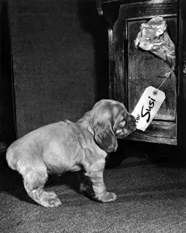 Vintage Pet Photos Stampe: Susi - finding a bone with her name on it