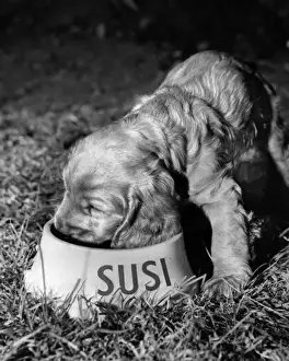 Susi - (inserisci)