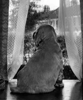 Funny Dog Moments Stampe: Susi - looking through a window