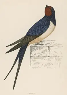 Nature Photography For Sale Stampe: Swallow (Morris)
