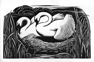 Nature Images Online Stampe: TWO SWANS