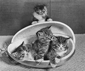 Tabby Kittens Stampe: Four tabby kittens with Easter egg container