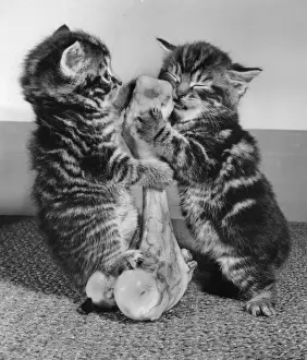 Vintage Kitten Photography Stampe: Two tabby kittens with a large bone
