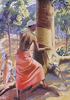 Toccare un albero di gomma.
