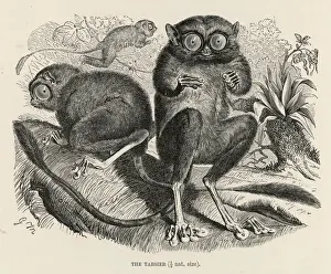 Stampe di (Tarsiù Bancano) Questo è probabilmente il tarsiù occidentale che vive nell'Estremo Oriente. È classificato come un primate prossimo Immagini Correlate Stampe: TARSIER