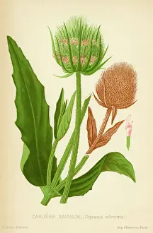 Antique Plant Illustrations Stampe: TEASEL