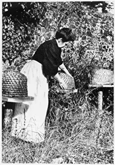 Honey Production Process Stampe: Tending the Bees