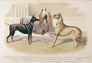 Yorkshire Terrier Pictures Stampe: Terriers and Greyhound