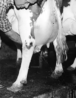 Bestiame Stampe: Testando le zampolle di una vacca