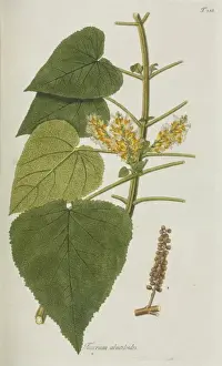 Lamiaceae Plant Species Stampe: Teucrium abutiloides