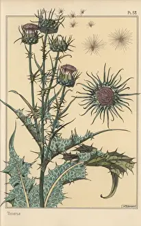 Stampe di Studio botanico di thistle. Litografia con pochoir e colorazione a mano da Eugène Grasset: Piante e loro applicazioni all'ornamento, Parigi, 1897 Eugene Grasset Stampe: Studio botanico di thiglia