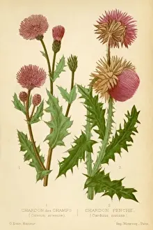 Historical Botanical Prints Stampe: THISTLES