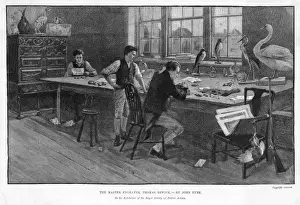 Stampe di Thomas Bewick, l'eminente incisore e i suoi assistenti che fanno stampe di uccelli ripieni di piume Thomas Bewick Stampe: Thomas Bewick al lavoro