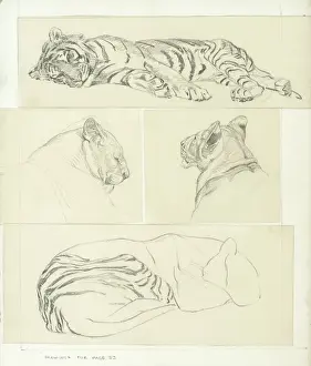 Raymond Sheppard Artist Stampe: Tiger Studies