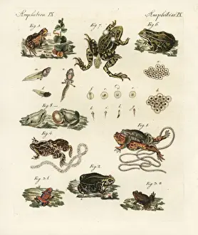 Copperplate Engraving Stampe: Toads and frogs