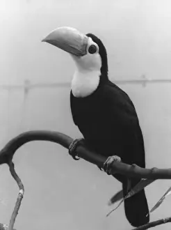 Tropical Birds Images Stampe: Toco Toucan