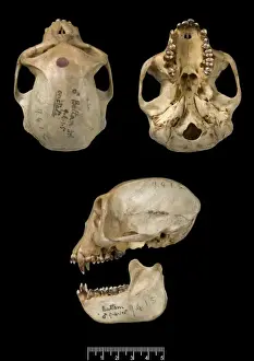 Immagini Correlate Stampe: Trachypithecus cristatus, scimmia folta d'argento.