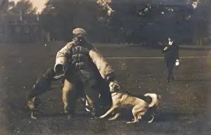 Police Dog Training Stampe: Training Dog to Attack