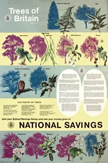 Vintage British Advertising Posters Stampe: Trees of Britain